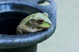 The Truth Behind the Myth of Boiling Frogs