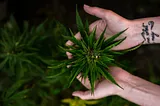 Two hands holding the top portion of a healthy and leafy, pre-flower cannabis plant