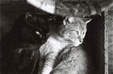A black and white photo of two cats looking out somewhere.