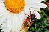 Cicadas: The Beautiful Bugs Using Prime Numbers to Stay Alive
