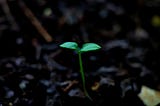 Seedling growing out of dark earth