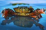 Crab with claws extended on the surface of calm water.