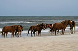 A herd of wild Assateague ponies on the beach.
