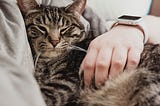 Cat’s Secret: Why do we humans love them so much?
