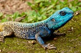 Are Reptiles Cold Blooded? Essential Facts Revealed