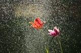 two flower blossoms in rain.