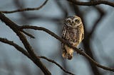 An owl perched on a tree branch.