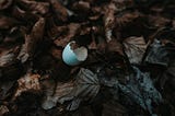 birds egg shell cracked and lying on leaves on the ground