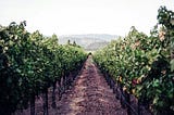 Napa Valley: A Wine Lover’s Paradise