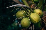 Unveiling the Amazing Benefits of Coconut Water: Nature's Refreshing Elixir