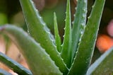 Soothe and Heal with Aloe Vera