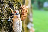 Time For An Emergency Management Lunch? Cicadas!