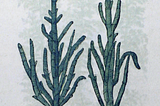 An illustration of two Salicornia (Tragos) that are green and different lengths of stalks with a light gray towards the dark root system. The background is gray with faint images of plants about the same height of the first plant but with tiny fern like branches and leaves.