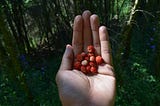 A human hand holds a handful of wild strawberries with a forest filled with trees, grass, and wildflowers behind
