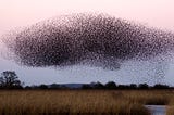 Swarm of birds in form of a whale