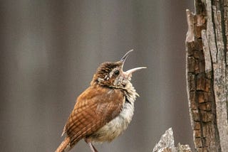 A tiny wren lifts up his head to the sky and opens his mouth wide to pour forth a beautiful and heart-breaking song.