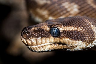 A photo of a dice snake