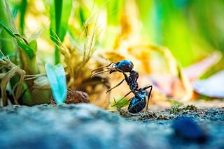 A small ant trying to carry a leaf.