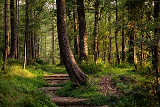 A thin walking path through the woods