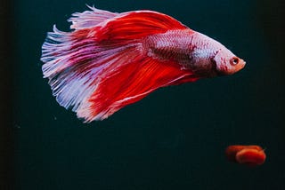 The Mistakes I Made in Fishkeeping