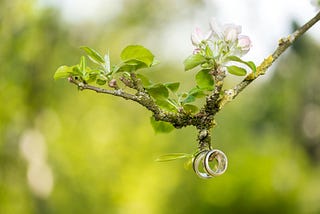 tree branch holding two rings
