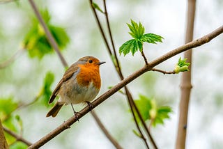 How to enjoy birding whilst being active and happy