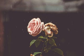 Picture of two roses entwined, one of them is withering away and dying.
