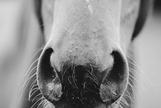 A horse muzzle.
