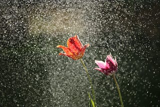 two flower blossoms in rain.