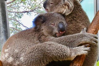 Two koala bears cuddle and snuggle