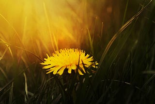 A yellow dandelion head in grass.