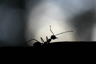 The Ant- ics of an Ants Life