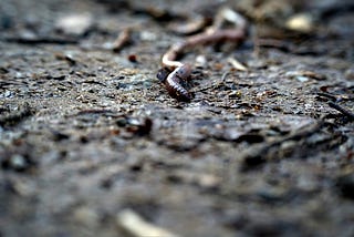 An earthworm crawling on asphalt.
