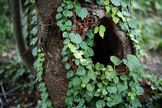 A hollow in a tree covered in ivy