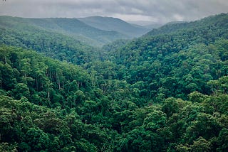 A photography taken from a tree or cliff showing the dense forest canopy in the Amazon Rainforest