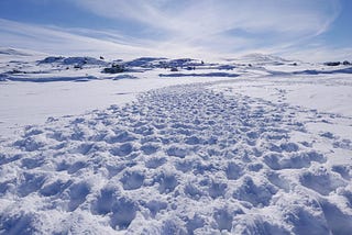 Hoofprints in the snow.