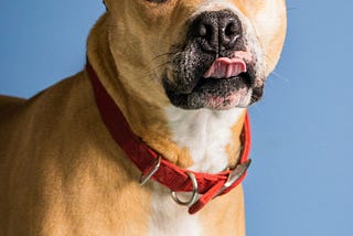 A photo of a tan dog with a red collar