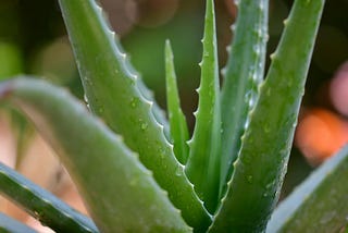 Soothe and Heal with Aloe Vera