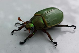 green beetle, meant to represent Gregor Samsa in The Metamorphosis