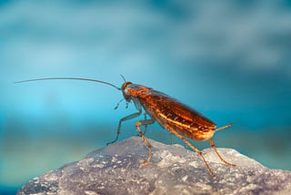 cockroach on a rock, intended to represent Gregor Samsa in The Metamorphosis