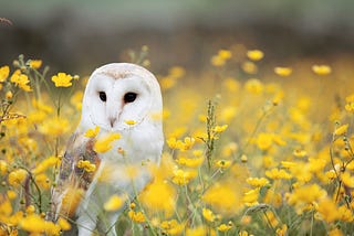 A white owl peering into the distance sitting in a field of yellow flowers