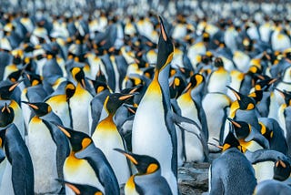 group of crowded penguins