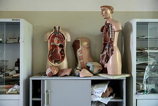 An image of models of the human body