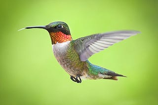 The Secret Revealed: Why All Hummingbirds Go To My Neighbor’s Garden