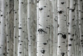 Row upon row of thin white and black poplar trees, some so close together you can barely walk through them.