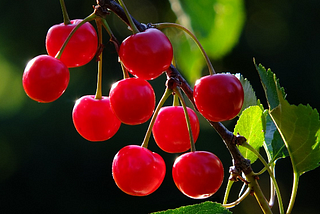 A photograph of nine cherries on a branch with green leaves and a blurred background.