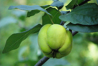A photograph in color of one light green quince with dark green leaves at the top of the fruit with a thin dark brown branch at a diagonal behind the quince with the background blurred.