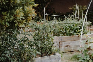 Epic Raised Gardening Beds: The Ultimate Guide for a Thriving Garden