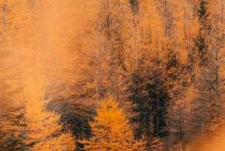 photo of the Larch tree in fall