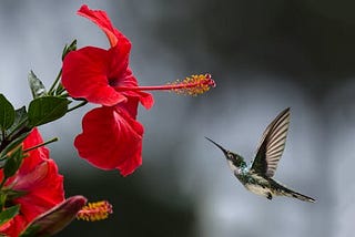 Hummingbird with shimmery plumage in flight to gather nectar from a large, curved red flower.